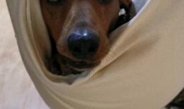 老汪爆料虎豹视频,虎豹视频背后的惊人真相